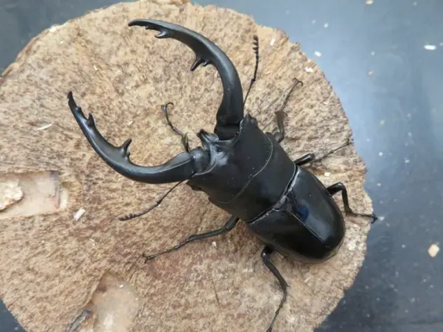 天然アマミノコギリクワガタ73ミリ