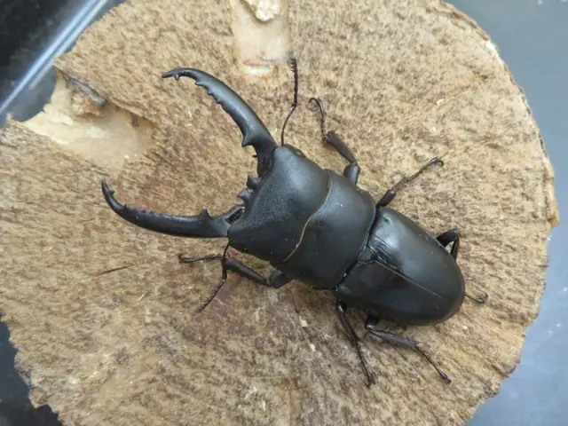 天然ゴトウヒラタクワガタ(福江島)63ミリ