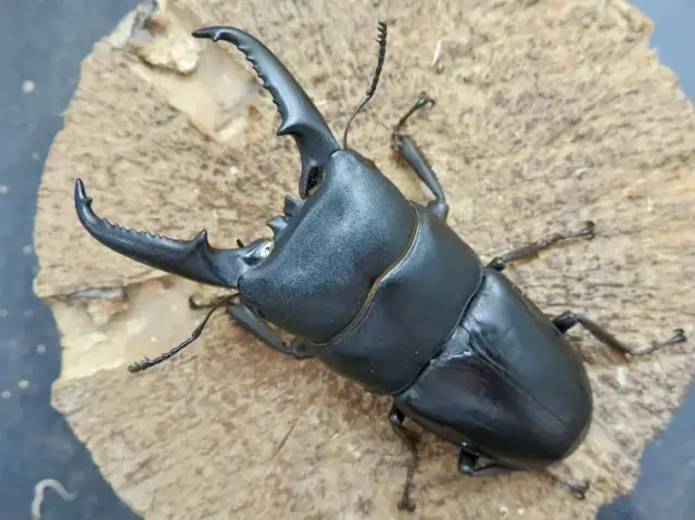 イキヒラタクワガタ74ミリ