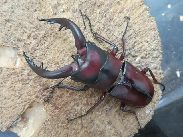 トクノシマノコギリクワガタ71ミリ(赤)