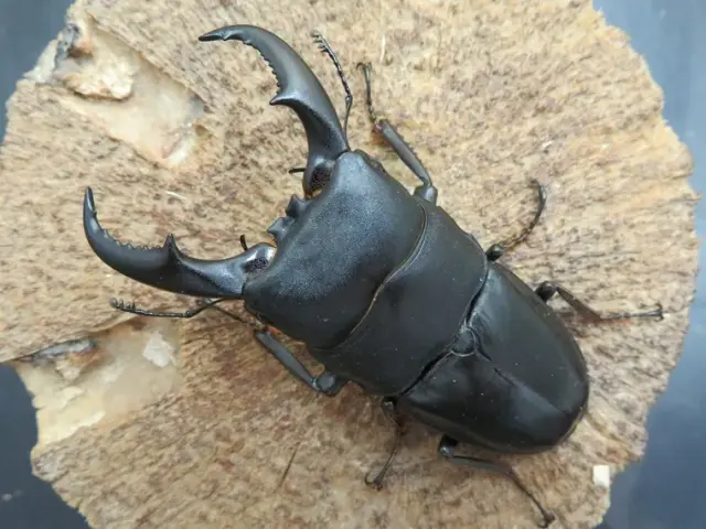 オキナワヒラタクワガタ(伊平屋島)70ミリ