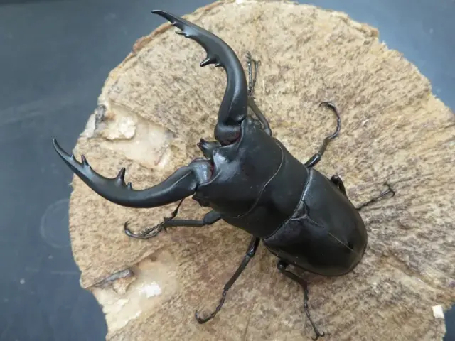 アマミノコギリクワガタ75ミリ