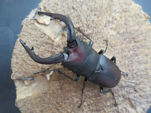 壱岐産ノコギリクワガタ63ミリ
