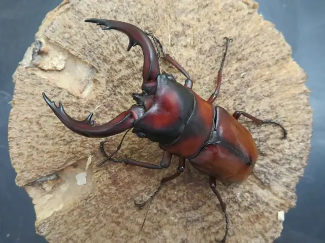 トカラノコギリクワガタ(悪石島)73ミリ訳あり品