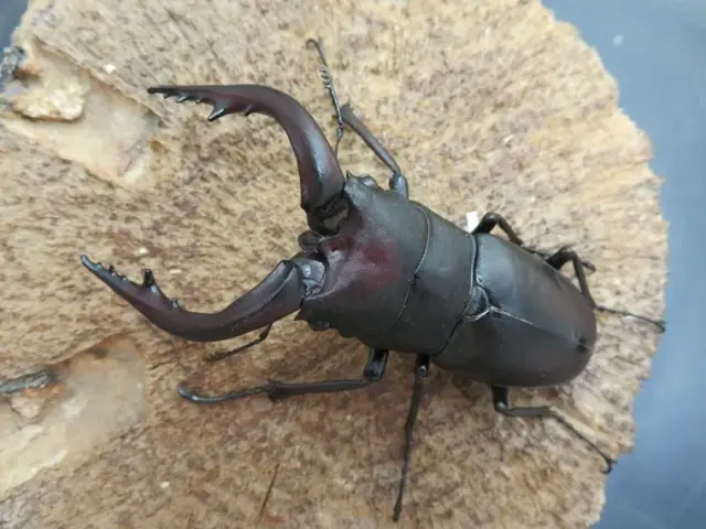 壱岐産ノコギリクワガタ70ミリ