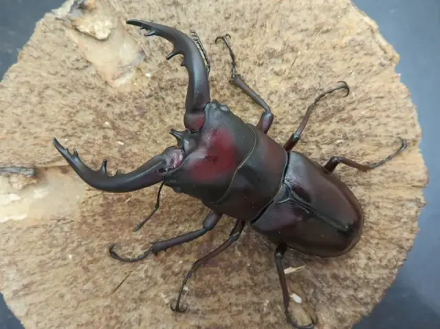 トクノシマノコギリクワガタ(赤)72ミリ