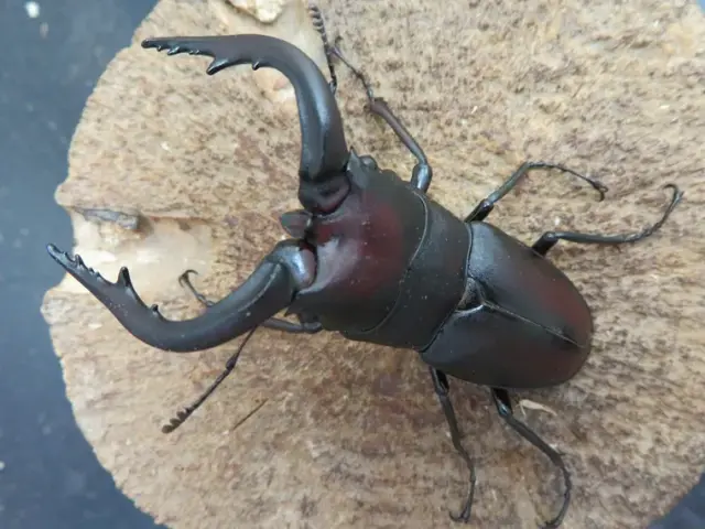 壱岐産ノコギリクワガタ68ミリ