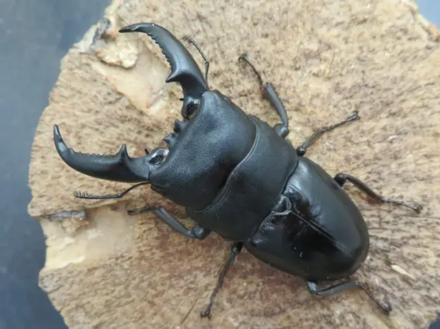 タカラヒラタクワガタ67ミリ