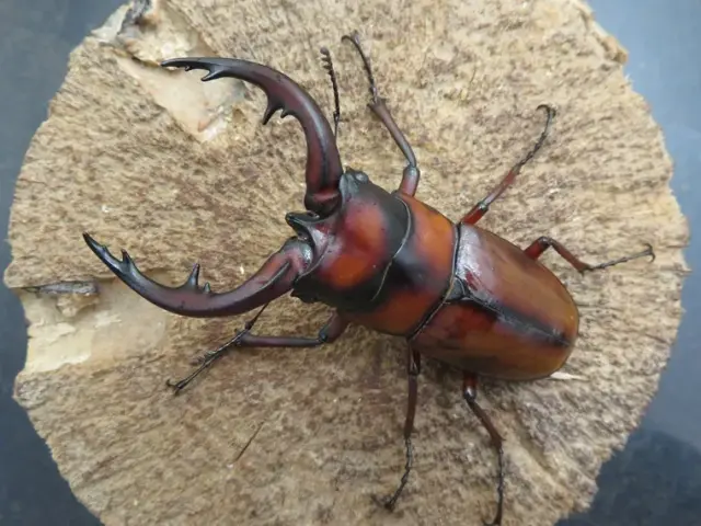 トカラノコギリクワガタ(悪石島)71ミリ