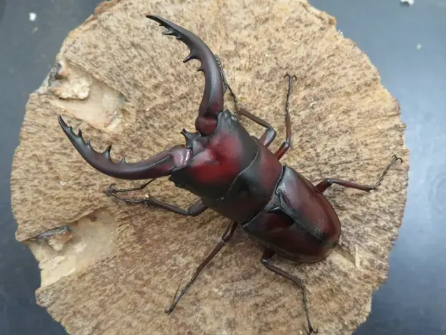 トクノシマノコギリクワガタ72ミリ(赤)