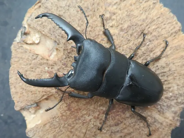 ゴトウヒラタクワガタ(中通島)73ミリ