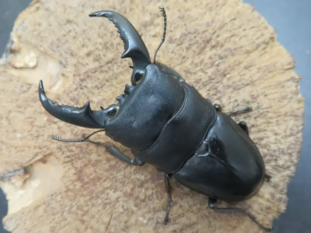 タカラヒラタクワガタ67ミリ
