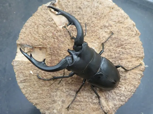 アマミノコギリクワガタ77ミリ