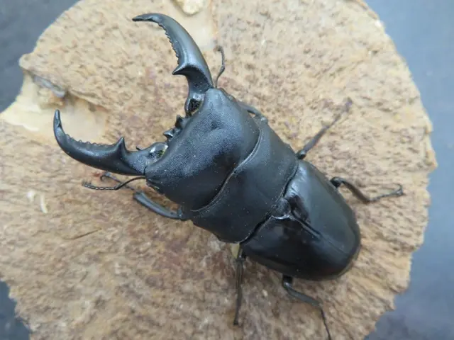 タカラヒラタクワガタ68ミリ