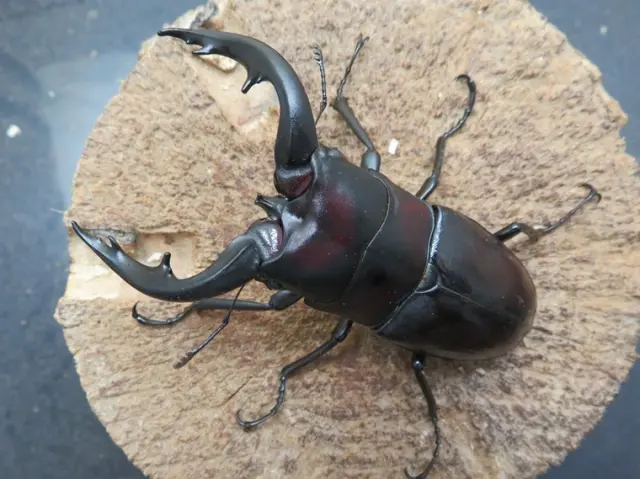 アマミノコギリクワガタ77ミリ