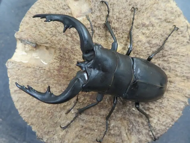 アマミノコギリクワガタ79ミリ