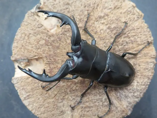 アマミノコギリクワガタ76ミリ