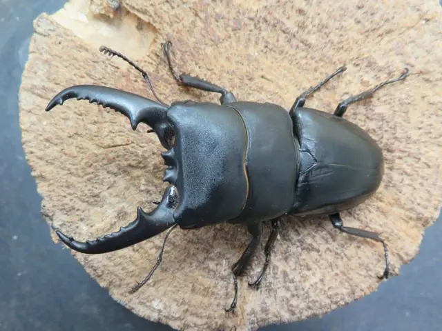 イキヒラタクワガタ74ミリ