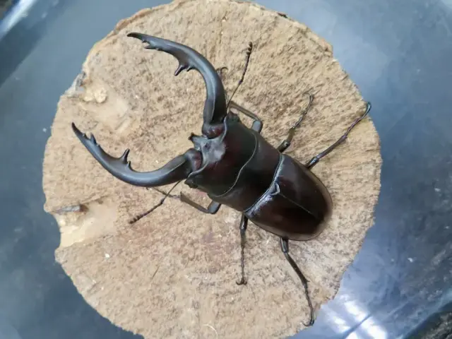 天然アマミノコギリクワガタ74ミリ