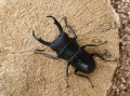コクワガタ40ミリペア