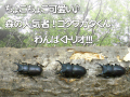 コクワガタくんトリオ