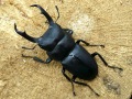 コクワガタ45ミリ