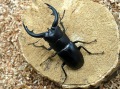 アマミノコギリクワガタ62ミリ