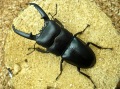 ゴトウヒラタ74ミリ