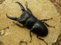 イキヒラタクワガタ70ミリペア