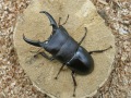 ヒラタクワガタ62ミリ