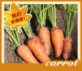 �̳�ƻ�ν���ޤ뤴�Ȥ��Ϥ��� ���������ͭ���ˤ󤸤�ס�10kg�ˡ�����̵����