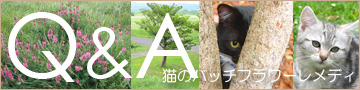 猫のバッチフラワーレメディQA