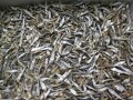平子煮干し(タレ混じり:長崎) 6kg 【訳あり特価】