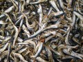 平子煮干し 中 10kg 【訳あり特価】