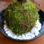 トクサの苔玉