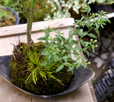 季節の苔玉寄せ植え