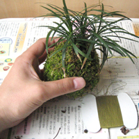 苔玉