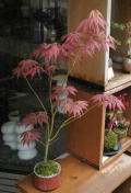 ���ϡ��ߺ�20120417m