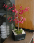 ���ϡ��ߺϳ�ȭ20120426m