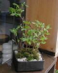 �ҥ᥷����ߺ�20120421m