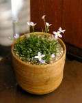 �ҥʥ����ߺ�20111212m