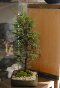 �ҥΥ��ߺ�20120130m