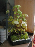 �������ߺ�20120417m