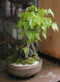 ���������դ��ߺ�20120417m