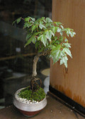 �������ߺϳ����ֲ�20120417m