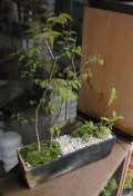 ���䥭�ߺ�20120417m