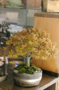 ��ɱ�ߺϿ��ھƳ�ȭ20120415m