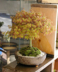 ��ɱ�ߺϿ��ھ�ȭ20120415m