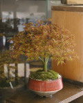 ��ɱ�ߺ�����20120413m