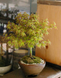 ��ɱ�ߺϾ���ƻ��ȭ20120415m